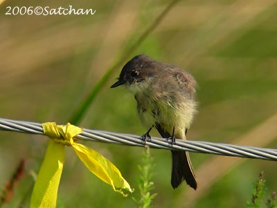 Eastern Phoebe imm 05