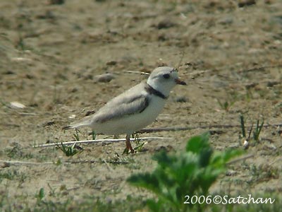 Piping Plover 02