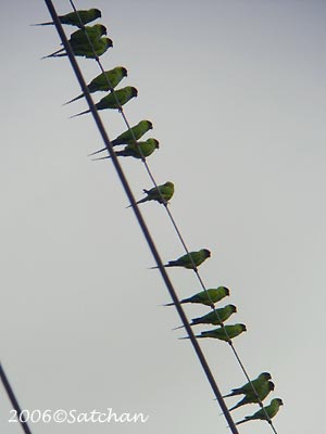Black-hooded Parakeet 04