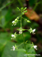 Enchanters Nightshade (thumbnail)