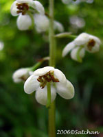 Round-leaved Pyrola (thumbnail)