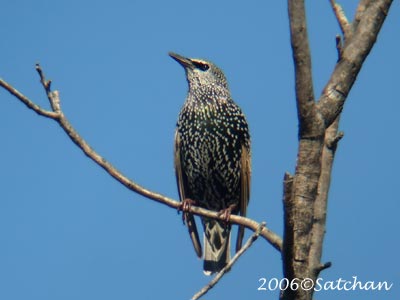 European Starling 06
