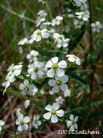 Flowering Spurge (thumbnail)