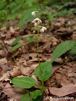 Shinleaf (thumbnail)