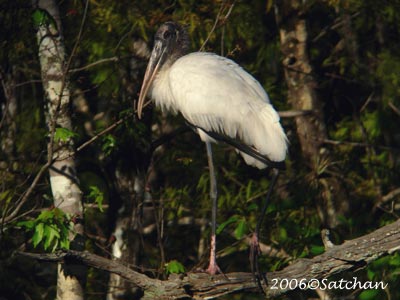 Wood Stork 03