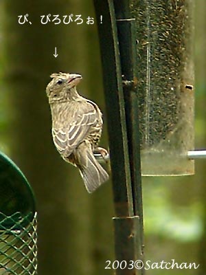 Young House Finch