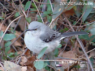 Northern Mockingbird 00
