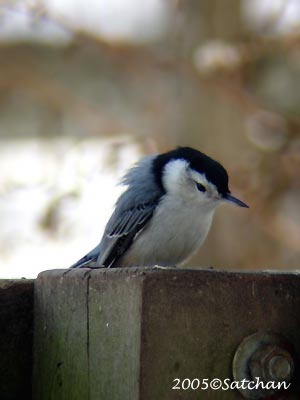 White-breasted Nuthatch 04