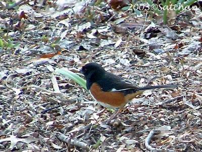 Eastern Towhee 001