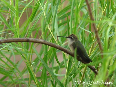 Black-chinned Hummingbird