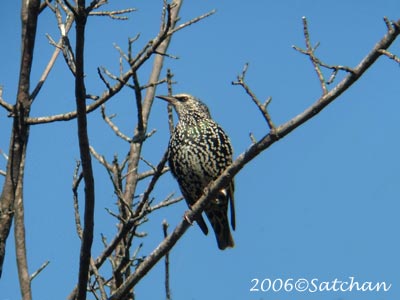 European Starling 07
