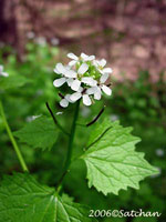 Garlic Mustard (thumbnail)