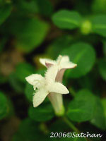 Partridgeberry (thumbnail)