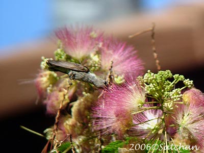 Black-chinned Hummingbird
