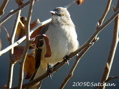 Northern Mockingbird 02