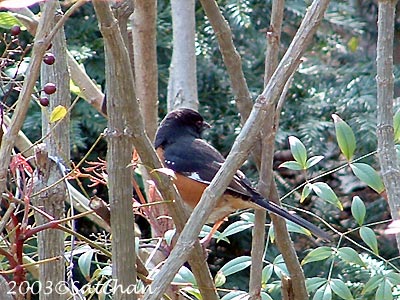 Eastern Towhee 002