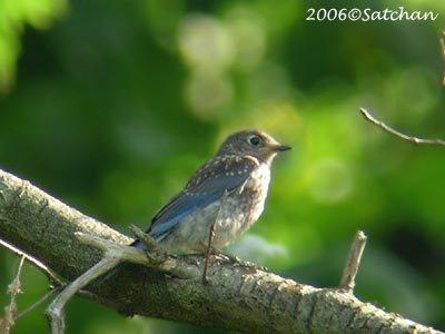Eastern Bluebird imm 04