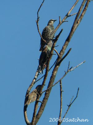 European Starling 08