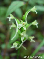 Green Wood Orchid (thumbnail)