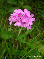 Fall Phlox (thumbnail)