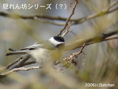 Carolina Chickadee