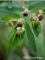 Nodding Spurge (thumbnail)