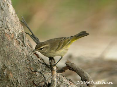 Palm Warbler 03