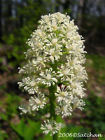 White Baneberry (thumbnail)