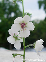 Moth Mullein (thumbnail)