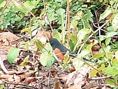 Eastern Towhee 003