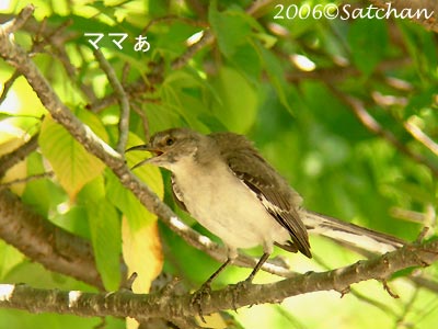Northern Mockingbird imm1