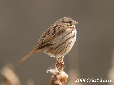 Song Sparrow 03