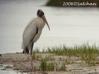 Wood Stork 01