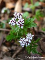 Harbinger-of-Spring (thumbnail)