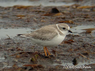Piping Plover 01