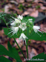 Virginia Waterleaf (thumbnail)