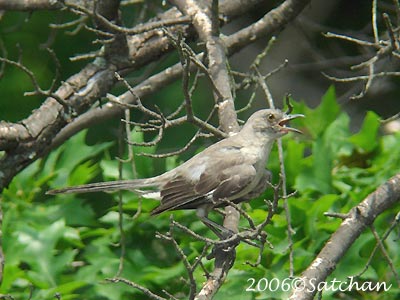 Northern Mockingbird imm2