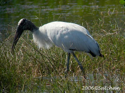 Wood Stork 06