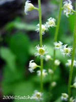 Miterwort (thumbnail)