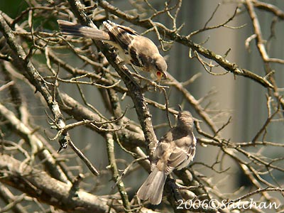 Northern Mockingbird imm3