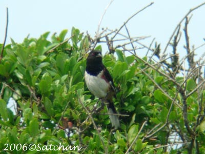Eastern Towhee 02