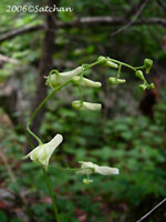 White Monkshood (thumbnail)