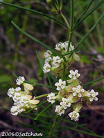 Whorled Milkweed