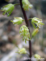 Smooth Rock Cress (thumbnail)