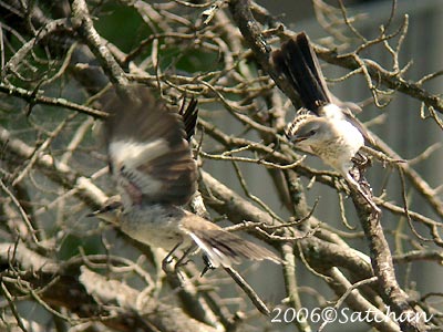 Northern Mockingbird imm4
