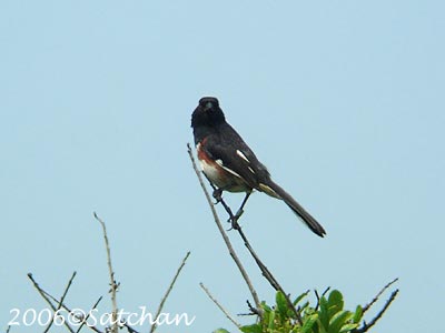 Eastern Towhee 03