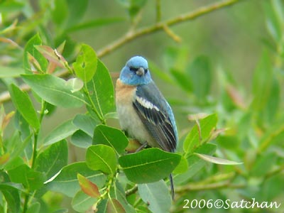 Lazuli Bunting