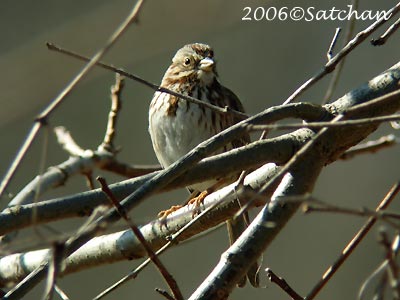 Song Sparrow 05