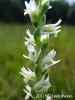 Slender Ladies Tresses