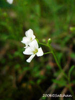 Lyre-leaved Rockcress (thumbnail)